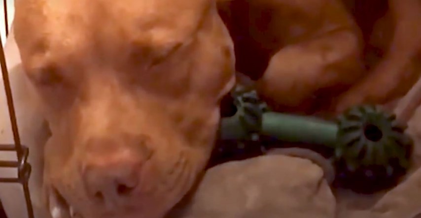 VIDEO Ovaj pit bul ne može zaspati ako mu njegov čovjek ne pjeva