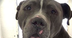 VIDEO Ovaj pas je plakao jer je znao da ga njegova obitelj ostavlja