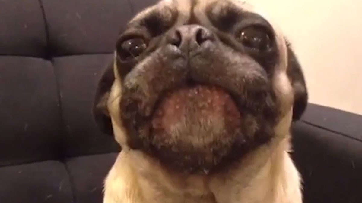 VIDEO Kada psi pričaju