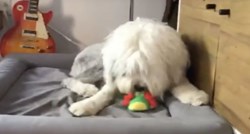 VIDEO Ova mlada ovčarska kujica uživa u svojoj novoj igrački