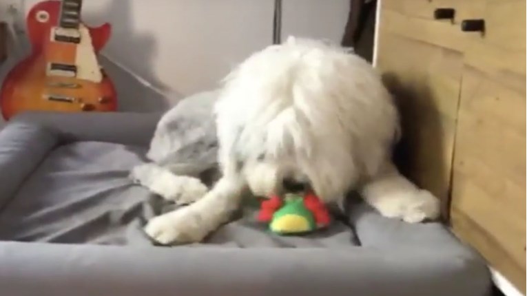 VIDEO Ova mlada ovčarska kujica uživa u svojoj novoj igrački