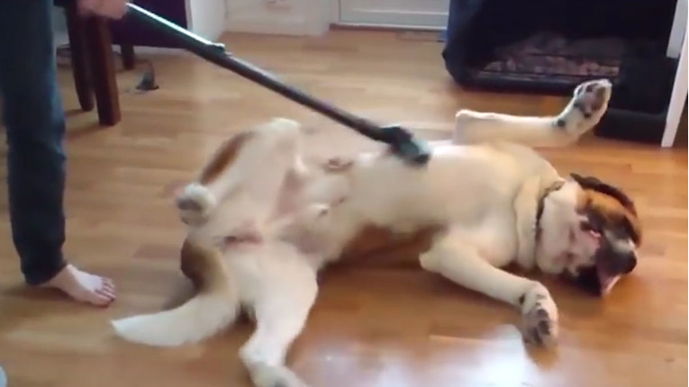VIDEO Životinje i kućanski poslovi