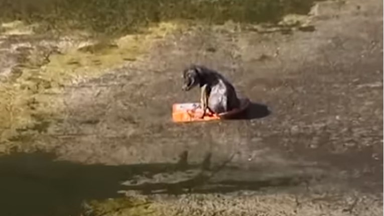 VIDEO Maleni psić je sjedio na smeću dva dana, usamljen i povrijeđen
