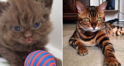 FOTO Upoznajte 13 rijetkih i posebnih vrsta mačaka u koje ćete se odmah zaljubiti