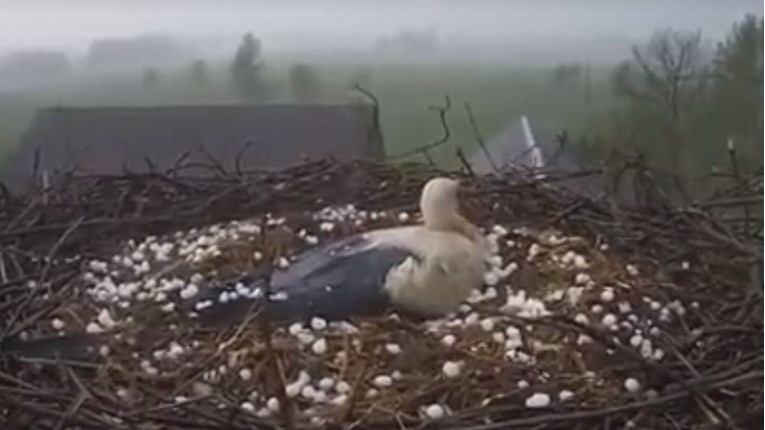VIDEO Unatoč jakoj oluji i tuči, mama roda nije napustila svoje gnijezdo