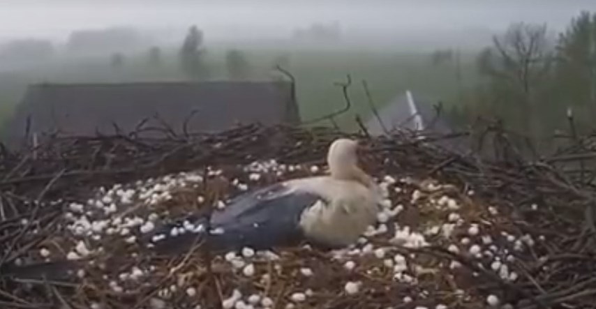 VIDEO Unatoč jakoj oluji i tuči, mama roda nije napustila svoje gnijezdo