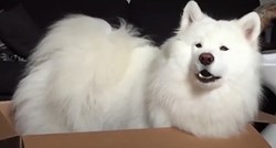 VIDEO Ova kujica obožava sve, a najviše pričati