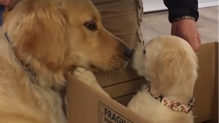 VIDEO Ovaj pas bio je jako uzbuđen što postaje stariji brat