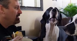 VIDEO Ovaj pas stvarno želi malo sendviča i prilično je uporan