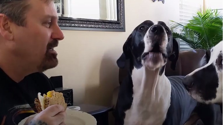 VIDEO Ovaj pas stvarno želi malo sendviča i prilično je uporan