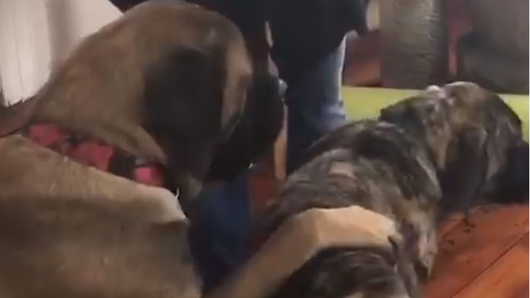 VIDEO Stariji brat ima odličan način kako naučiti štene da sjedne