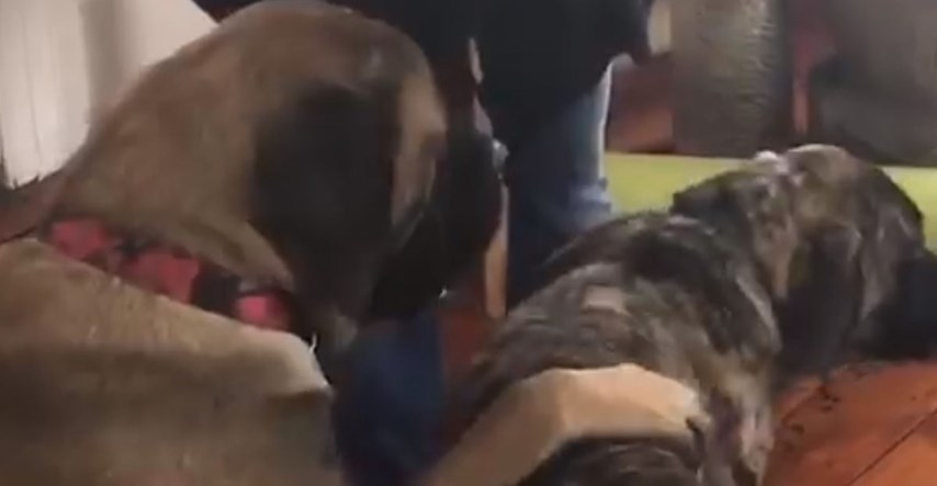 VIDEO Stariji brat ima odličan način kako naučiti štene da sjedne