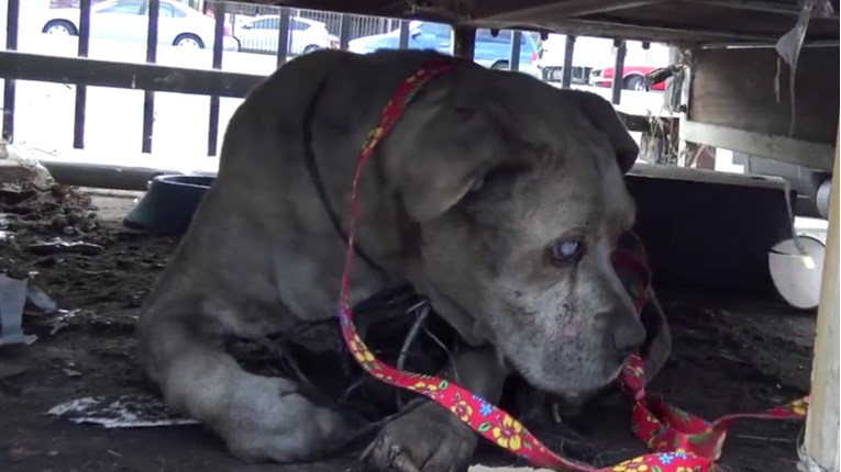VIDEO Slijepi deda pit bul je čekao čitav svoj život da ga netko spasi
