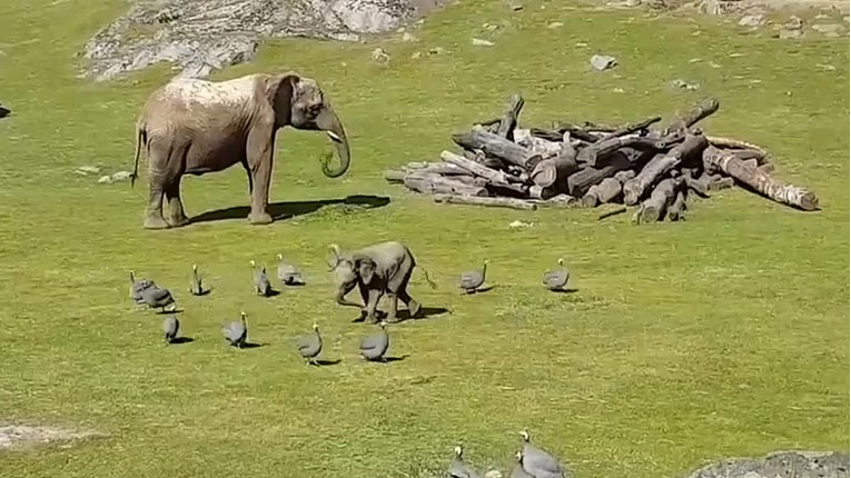 VIDEO Malena slonica je ponosno naganjala ptice, ali se onda dogodilo nešto neočekivano