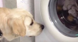 VIDEO Labradore svi vole jer su nježni i dragi psi, no oni su i pravi zabavljači