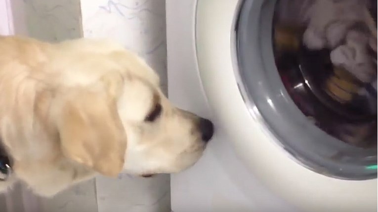 VIDEO Labradore svi vole jer su nježni i dragi psi, no oni su i pravi zabavljači