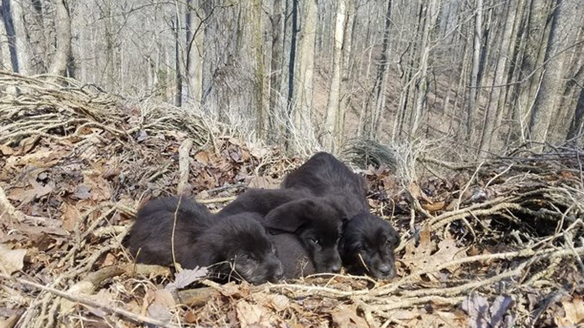 FOTO Trčeći kroz šumu začuli su šuškanje i naišli na pet ostavljenih štenaca