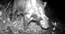 VIDEO Pronađena najružnija svinja na svijetu