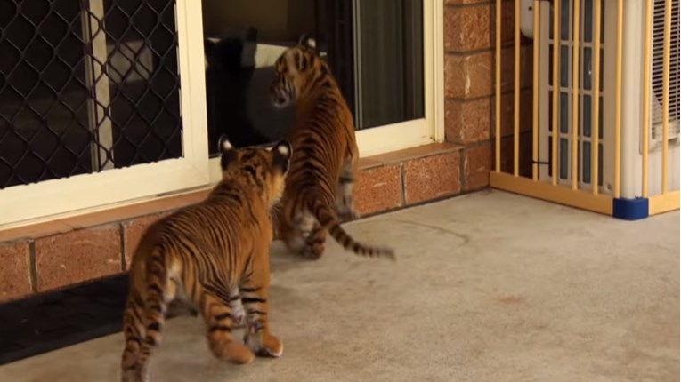 VIDEO Tigrovi uživaju odrastajući s ljudima i psima
