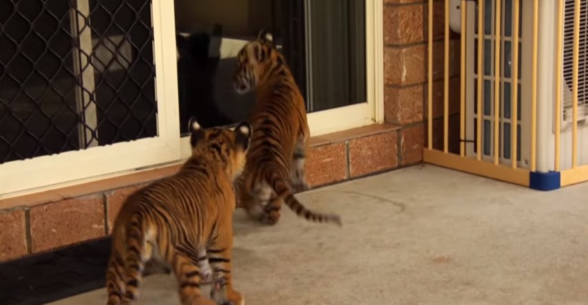 VIDEO Tigrovi uživaju odrastajući s ljudima i psima