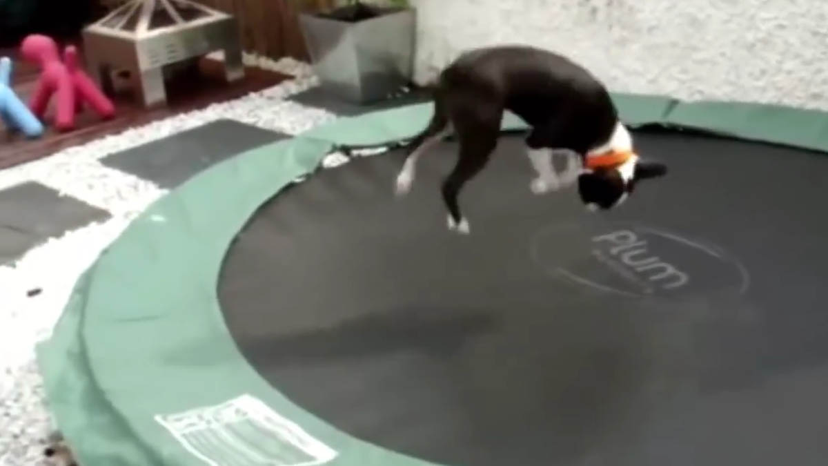 Ovo morate vidjeti! Ove životinje su pravi akrobati na trampolinu