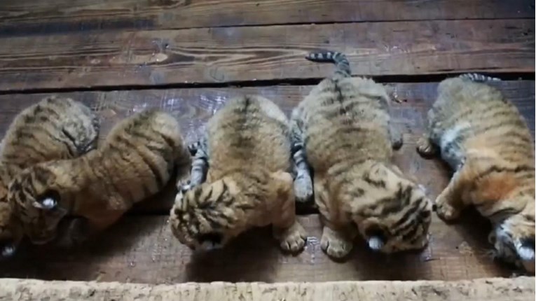 VIDEO Tigrica na svijet donijela pet slatkih beba