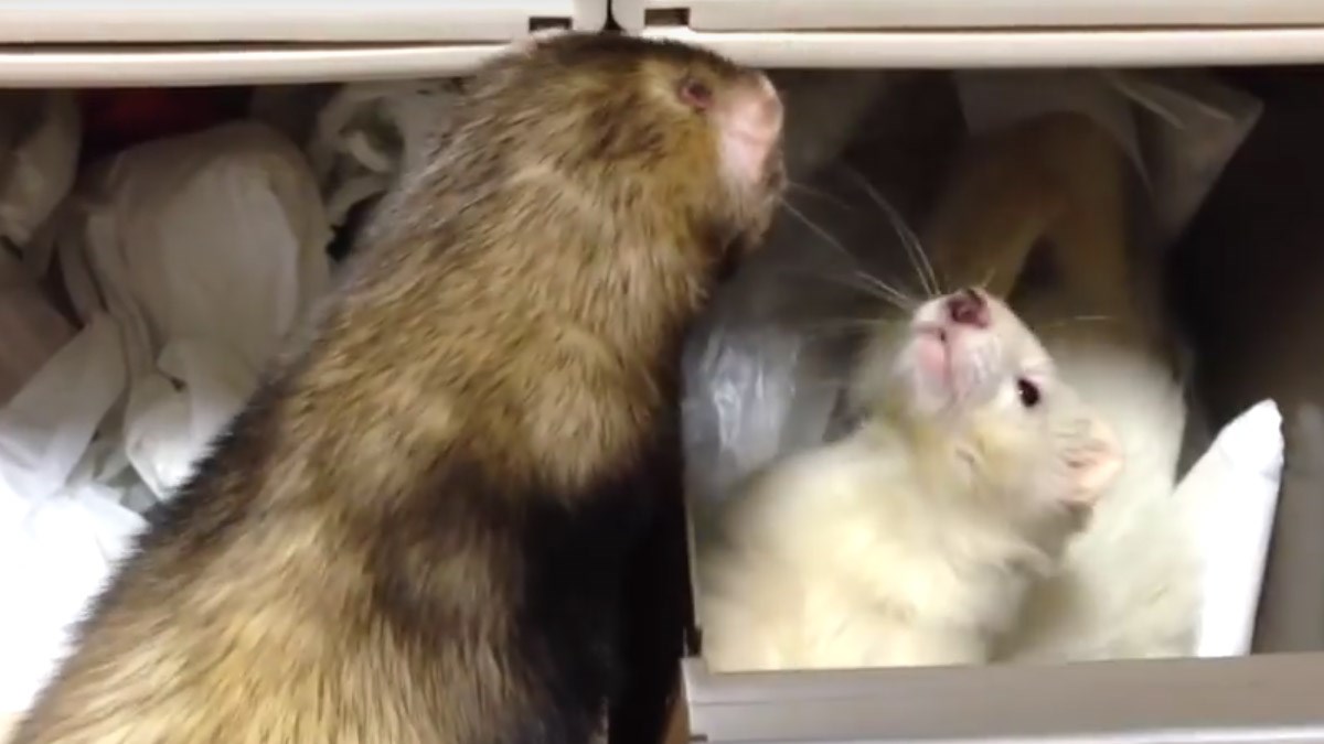 VIDEO Ovi tvorovi će vam uljepšati večer