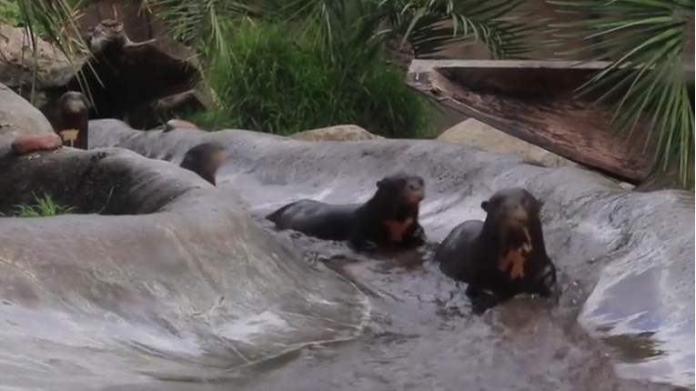 VIDEO Životinje ponekad znaju imati problema s vodom i kupanjem