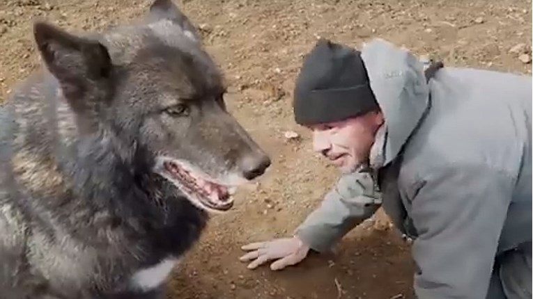 VIDEO Prekrasan križanac vuka i psa je dočekao svoj spas i novi dom