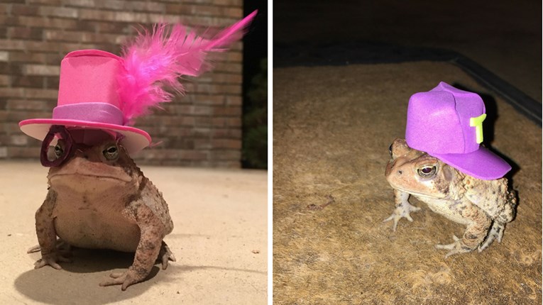 FOTO Žabac posjećuje čovjeka svaku večer, a on mu je odlučio izrađivati kape