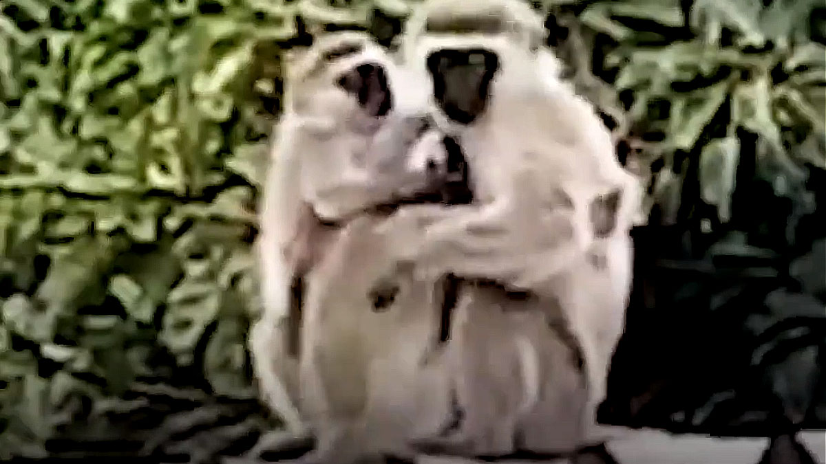 VIDEO Ove životinje su se vratile svojim obiteljima nakon dugo vremena