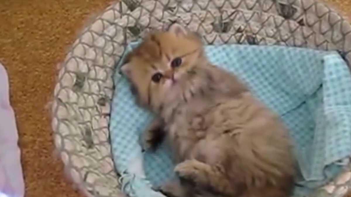 VIDEO Ovo su najslađe životinjske bebe