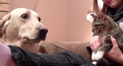 Urnebesni video: Kad psi upoznaju mačke po prvi put