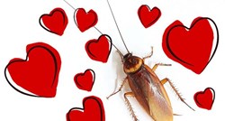 Ovo će čak i on shvatiti: Za Valentinovo možeš žohara nazvati po bivšem