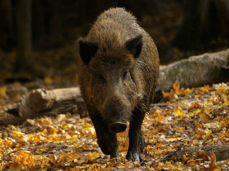 Divlje svinje napadaju ljude u Njemačkoj, najmanje 4 osobe ozlijeđene