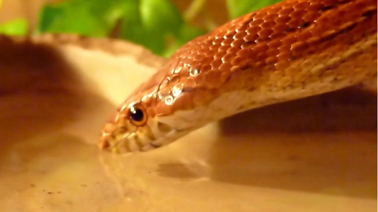 Jeste li znali da zmije piju vodu?
