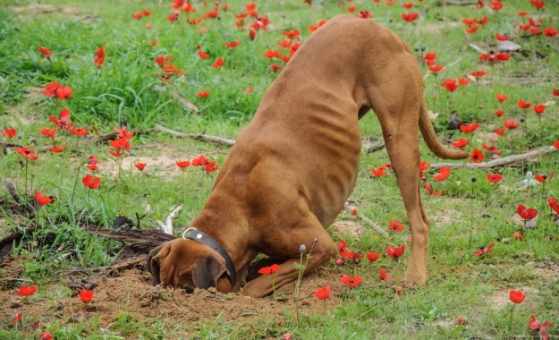 Zašto vaš pas obožava zakopavati stvari?