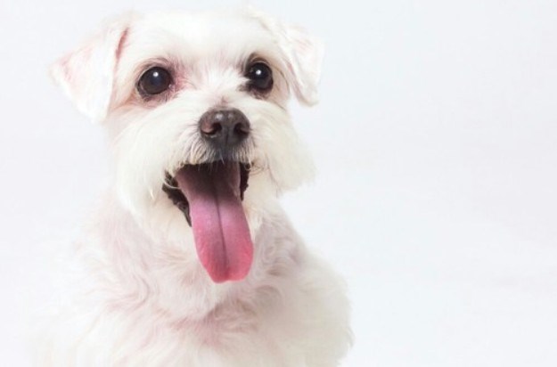 Zdravi začini za vašeg psa