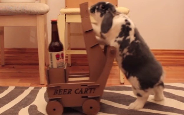 Zaustavite sve što radite  i pogledajte zeca koji zna donijeti pivo svom vlasniku