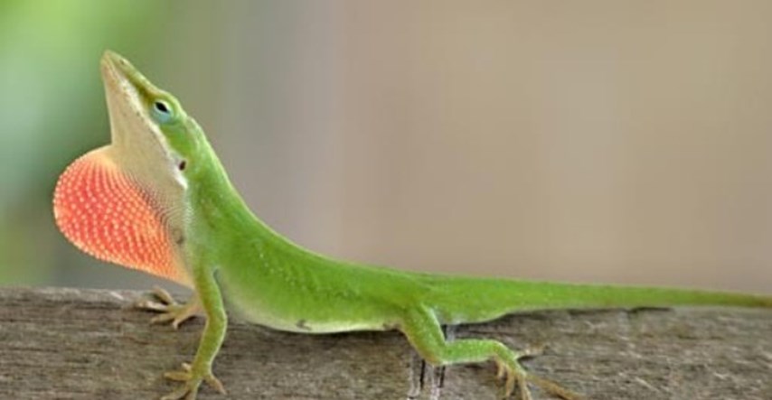 Zelena anola: Sramežljivi gušter koji može promijeniti boju
