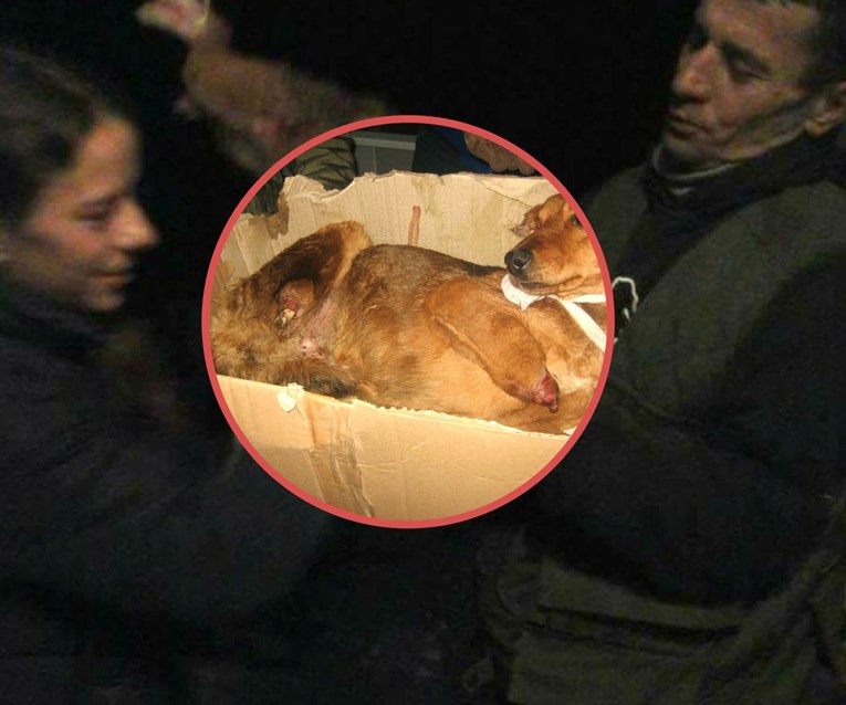 UZNEMIRUJUĆE Zavezali psa i odrezali mu sve četiri šape i uši, nagrada za pronalazak počinitelja 3000 eura