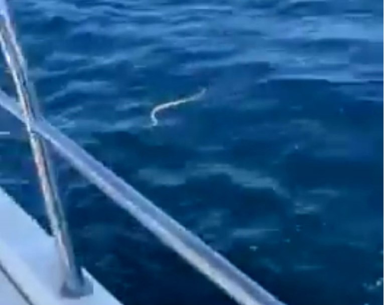 Ribar u Istri snimio zmiju kako pliva u moru