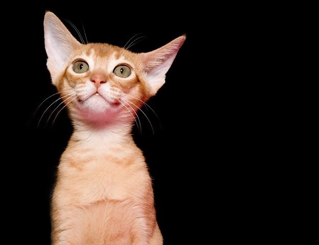 Abesinska mačka:  Totalno drugačija od drugih