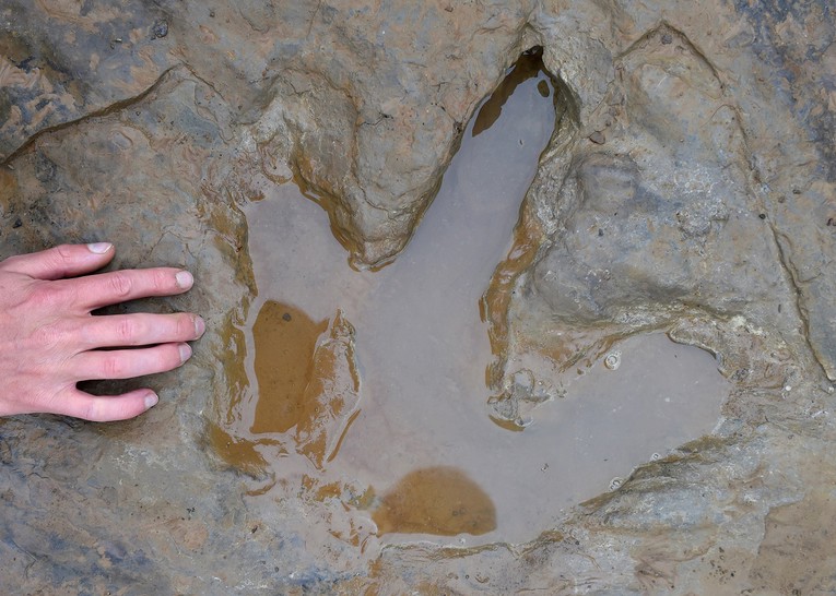 Globalno važno otkriće: Znanstvenici pronašli otiske dinosaura u Škotskoj