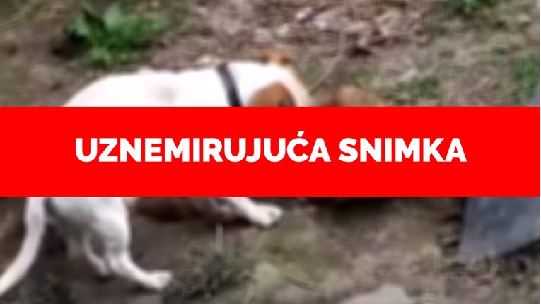 Nakon pisanja Indexa zatvara se horor sklonište u Belom Manastiru u kojem psi jedu pse