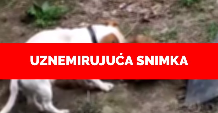 Nakon pisanja Indexa zatvara se horor sklonište u Belom Manastiru u kojem psi jedu pse