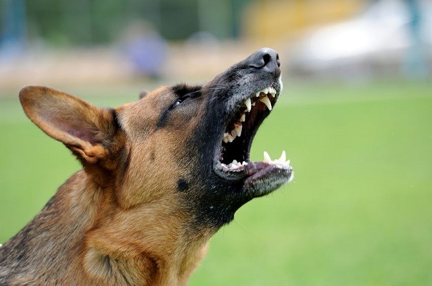 Epidemija pseće agresivnosti širi se poput virusa! Kako je zaustaviti?