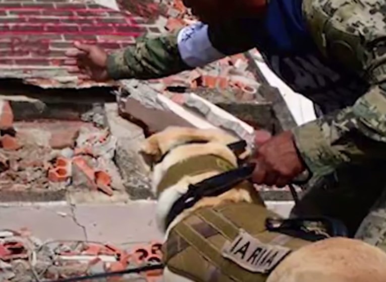 VIDEO Ova hrabra kujica spasila je živote žrtvama potresa u Mexico Cityju