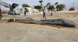 Obdukcija mladog kita koji se nasukao na obalu u Španjolskoj otkriva sav jad čovječanstva