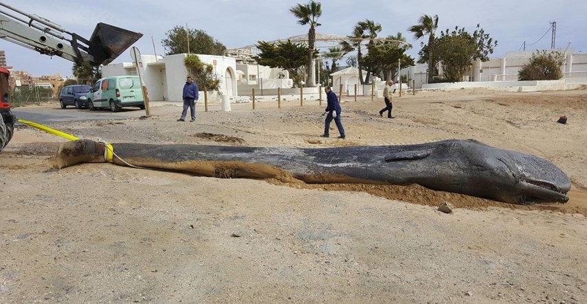 Obdukcija mladog kita koji se nasukao na obalu u Španjolskoj otkriva sav jad čovječanstva